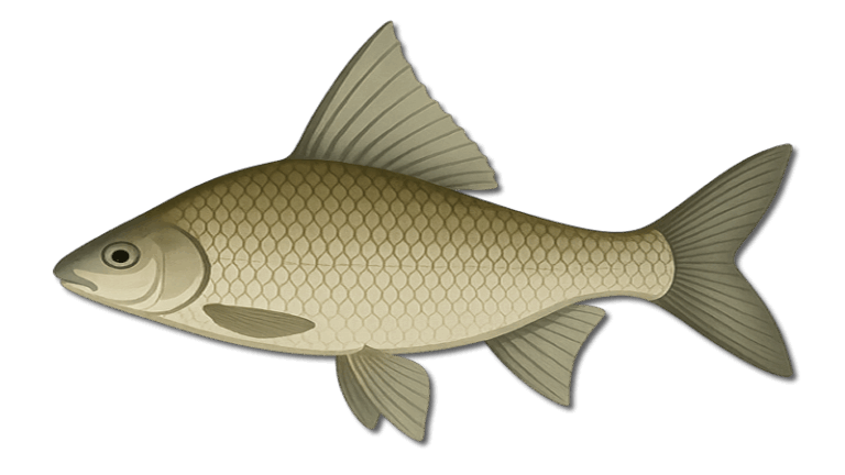 HighFin Carpsucker 5 Highfin Carpsucker