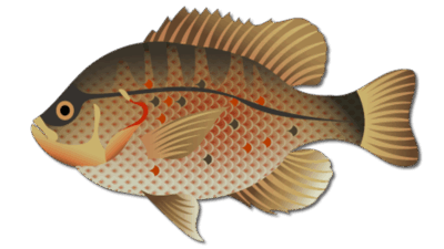 Redear Sunfish