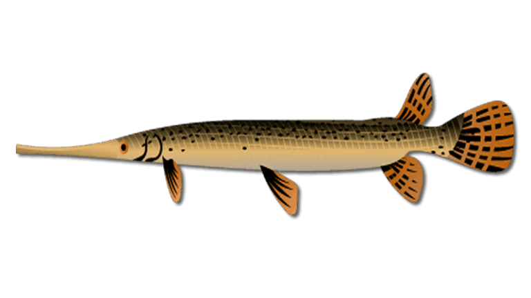 Longnose Gar 6 Longnose Gar