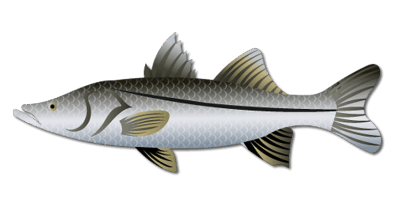 Freshwater Snook