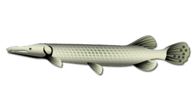 Florida Gar
