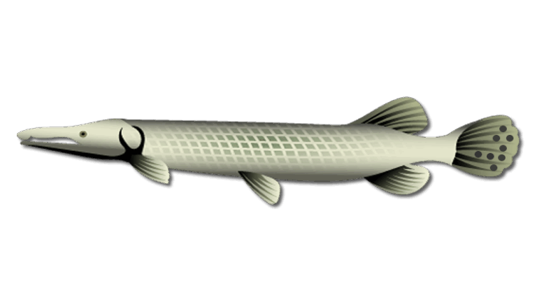 Florida Gar