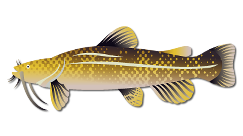 Flathead Catfish