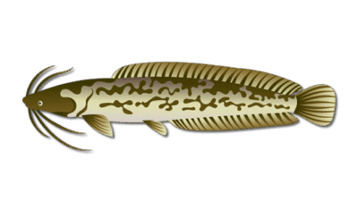 Species 1 Air Breathing Catfish