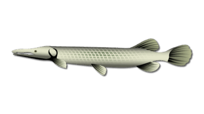 Species 2 Alligator Gar
