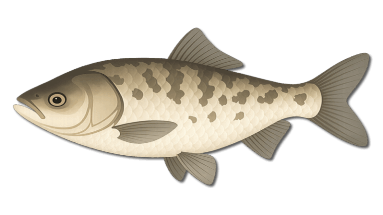 Bighead Carp 4 Bighead Carp