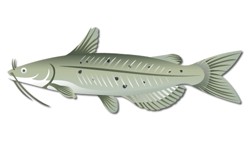 Channel Catfish
