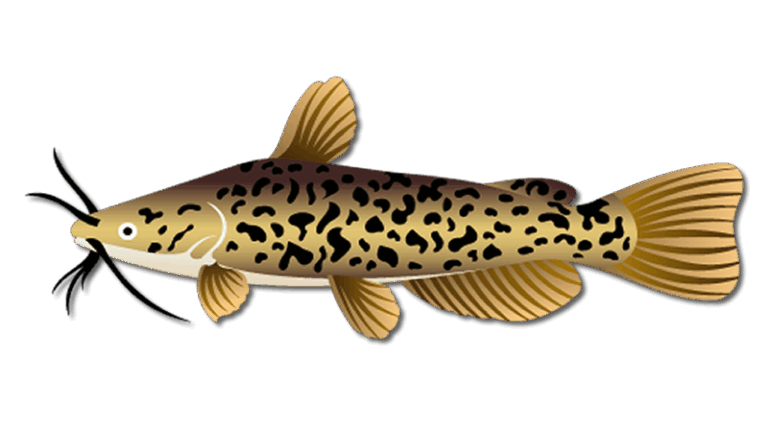 Brown Bullhead Catfish