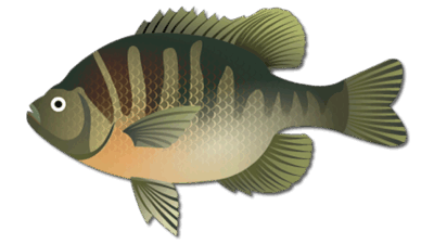 Bluegill