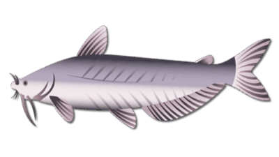 Blue Catfish 16 Blue Catfish