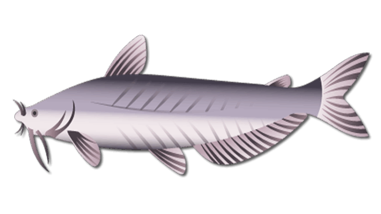 Blue Catfish