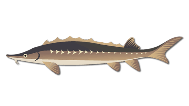 AMERICAN STURGEON