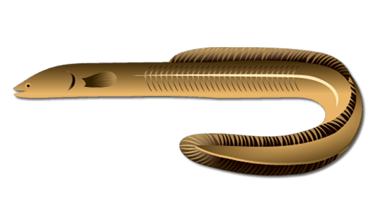 American Eel