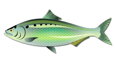 Species 4 American Shad