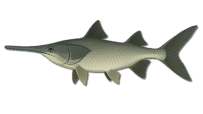 Paddlefish