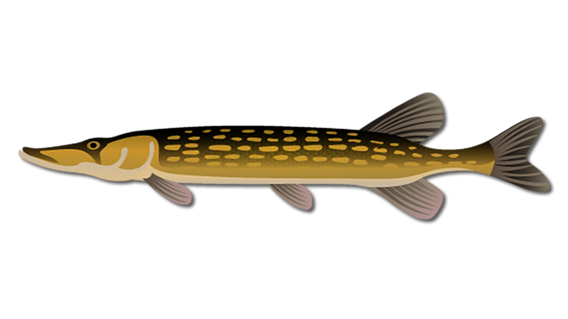 Chain Pickerel