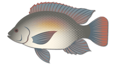 Spotted Tilapia