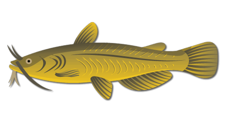 Yellow Bullhead Catfish