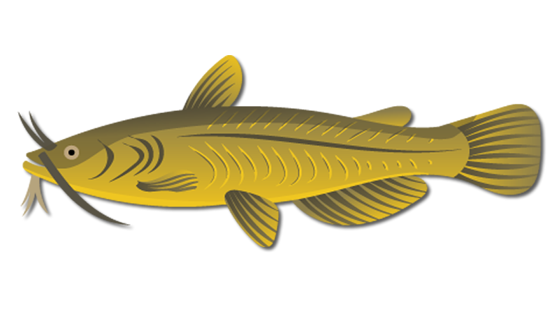 Yellow Bullhead Catfish