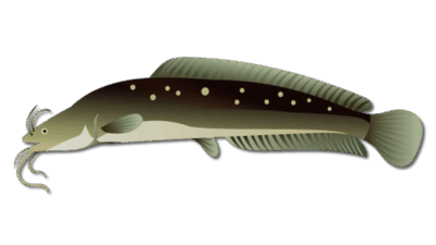 Walking Catfish 34 Walking Catfish