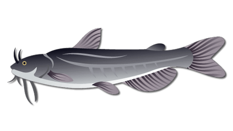 White Catfish