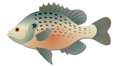 Spotted Sunfish