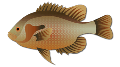 Redbreast Sunfish
