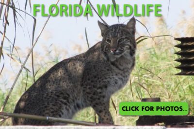 Florida Wildlife Pictures