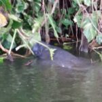 Lake Manatee thumbnail