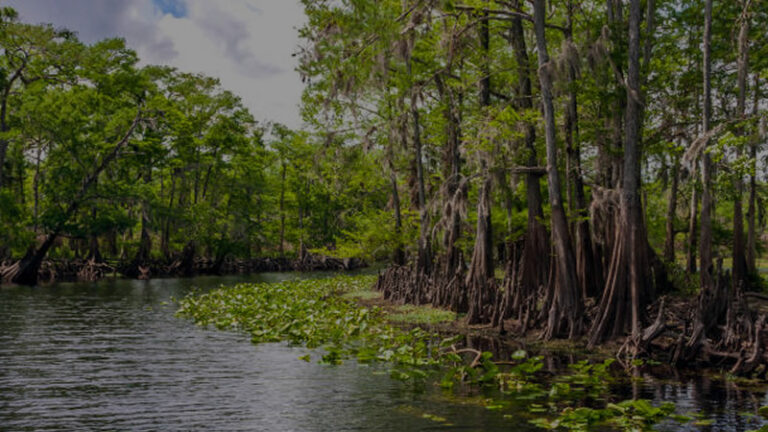 St Augustine, FL 6 St Johns River Florida Fishing