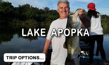 Will Sunshine bass recapture Lake Apopka’s glory days?