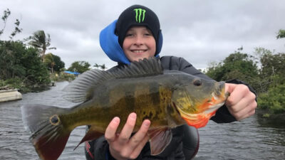 Deep Water Peacock Fishing in Naples on the Golden Gate Canal