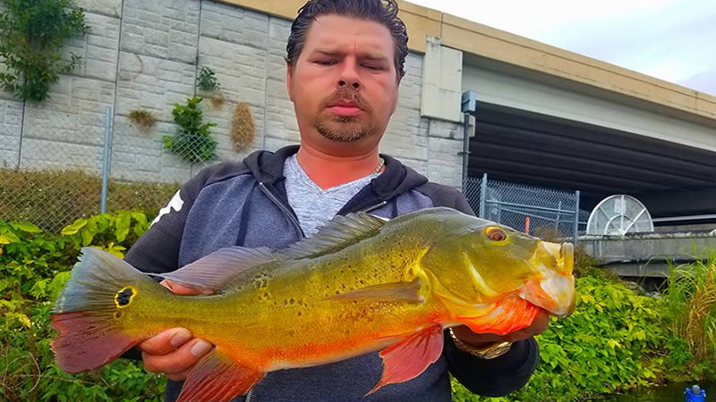 Florida Rain Storm Fishing for Peacock Bass in Miami 1 Florida Rain Storm Fishing