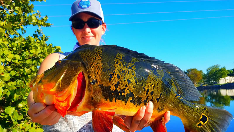 Miami Peacock Fishing Report 2