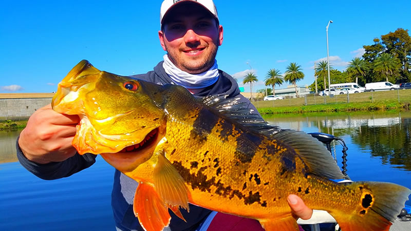 Miami Peacock Fishing Report