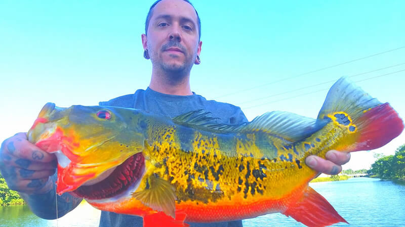 Peacock Bass Fishing Spawn
