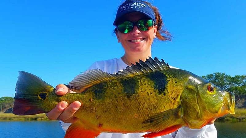 Peacock Bass Fishing Homestead Florida with Freshwater Bass Guides 1 Peacock Bass Fishing Homestead