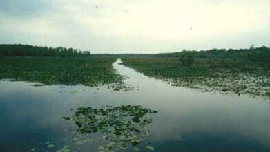 Lake Miccosukee photo