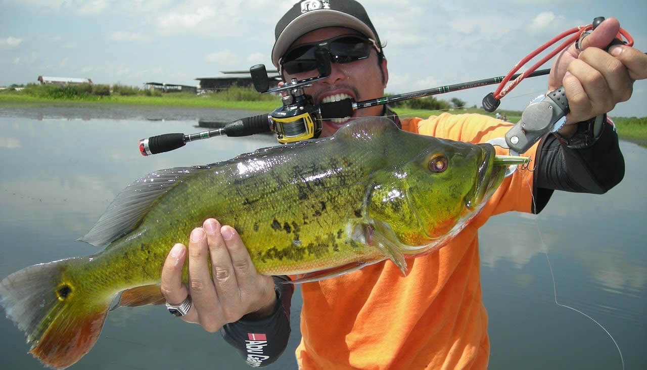 Peacock Bass Fishing in Florida: Local Travel Guide 1 Peacock bass fishing near everglades