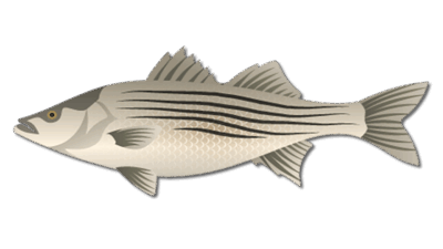 Striped Bass
