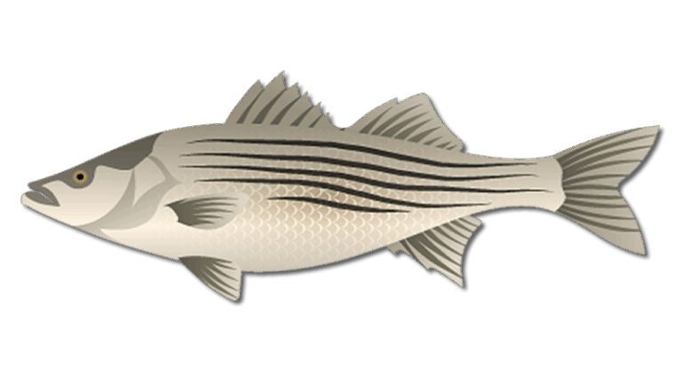 Striped Bass