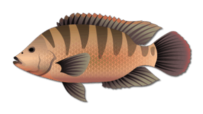 Mayan Cichlid