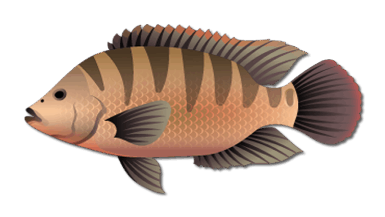 Mayan Cichlid
