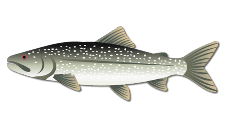 Lake Trout