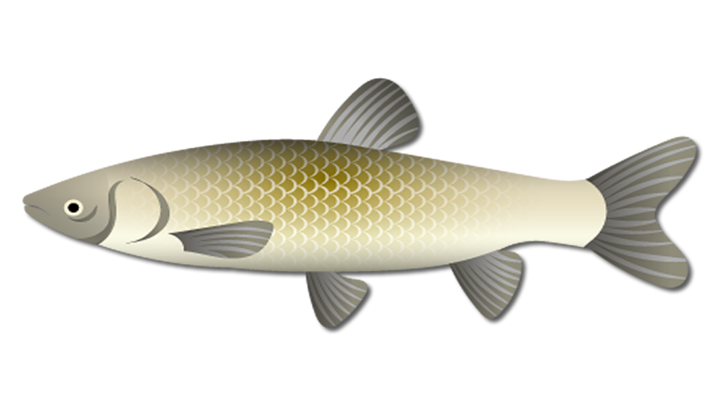 Grass Carp Fish