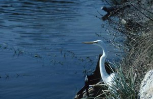Lake Beauclair photo