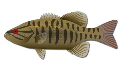 Smallmouth Bass 1 Smallmouth Bass
