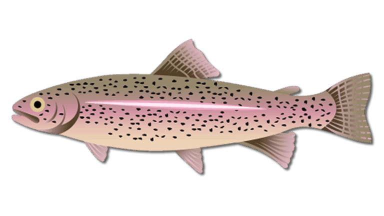 Rainbow Trout
