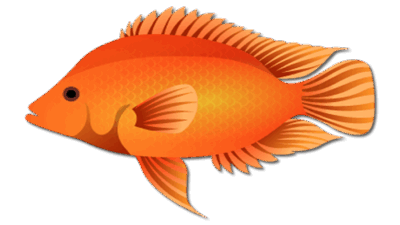 Midas Cichlid