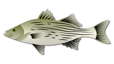 Hybrid Striped Bass